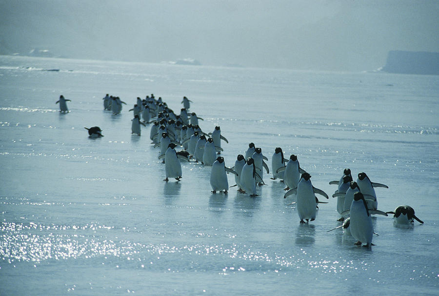 Wildlife Photograph - Adelie Penguins #1 by Doug Allan