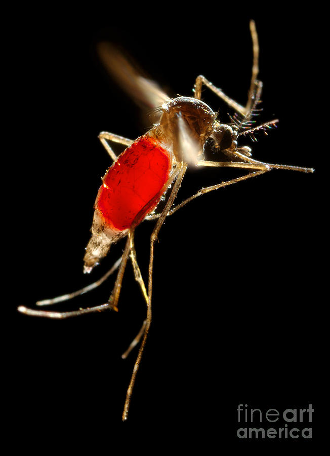 Insects Photograph - Aedes Aegypti Mosquito #2 by Science Source