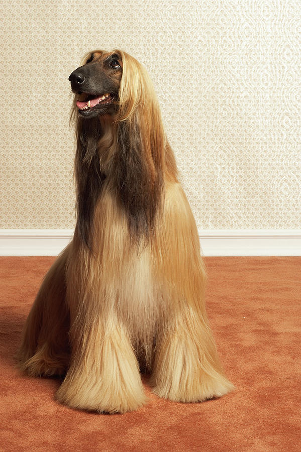 Afghan Hound Sitting In Room Photograph by Dtp