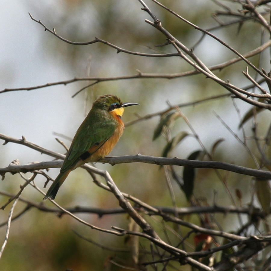 African Bee Eater #1 Photograph by Joseph G Holland