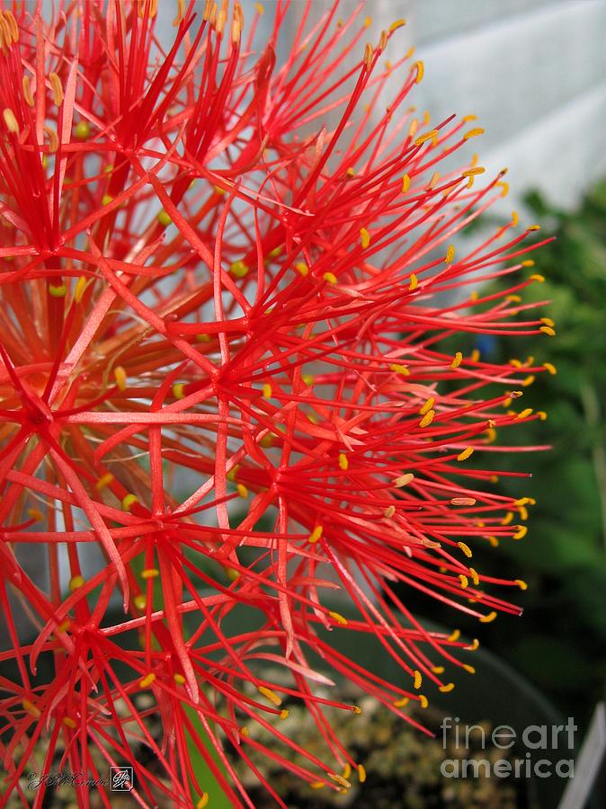 Football Photograph - African Blood Lily or Fireball Lily #1 by J McCombie