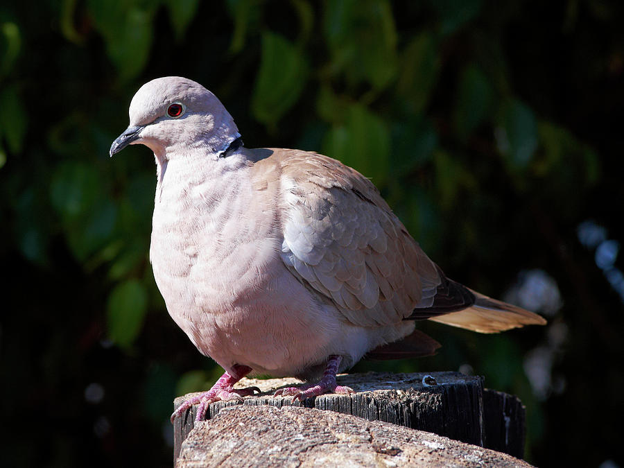 African Collared Dove Photograph by Jouko Lehto | Fine Art America