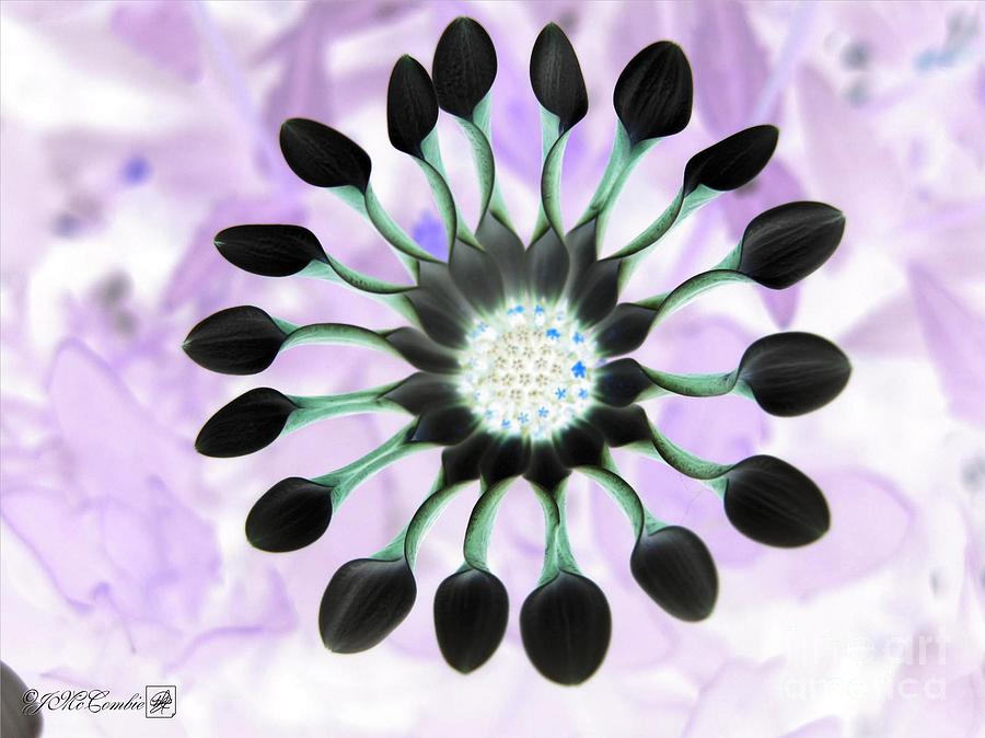 African Daisy named Spooned White Bliss #1 Photograph by J McCombie