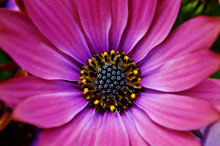 African Daisy Photograph by Werner Lehmann - Fine Art America