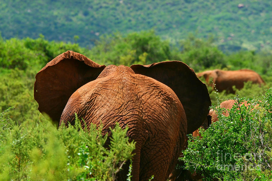 African Elephant in the wild Photograph by Anna Om - Fine Art America