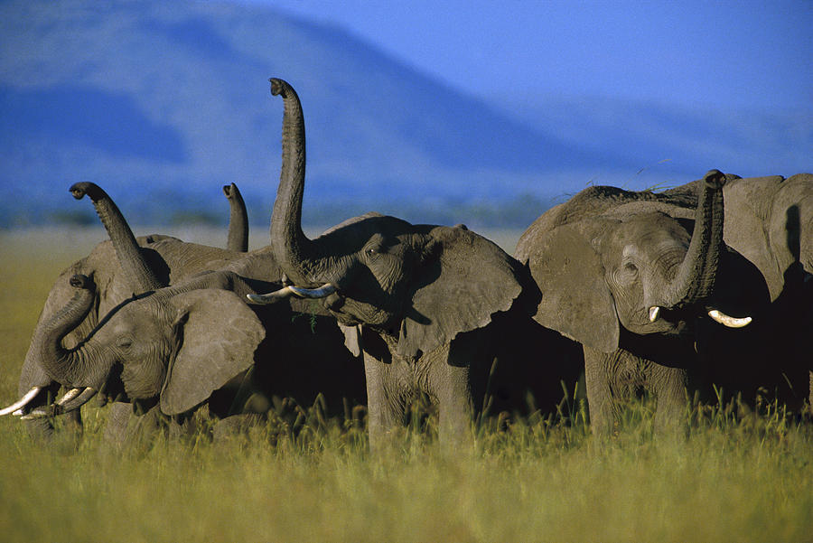 African Elephant Loxodonta Africana #1 Photograph by Tim Fitzharris