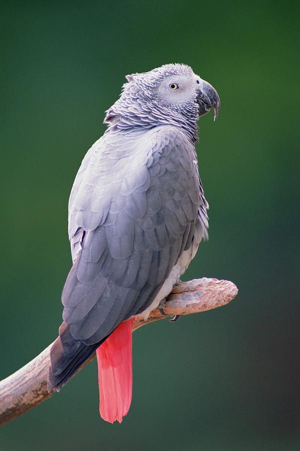 African Grey Parrot Psittacus Erithacus Photograph by Gerry Ellis