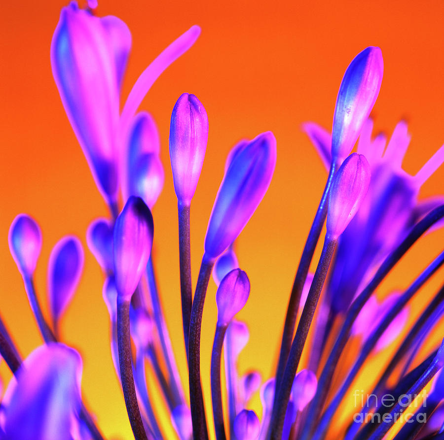 Nature Photograph - African Lily (agapanthus Sp.) #1 by Johnny Greig