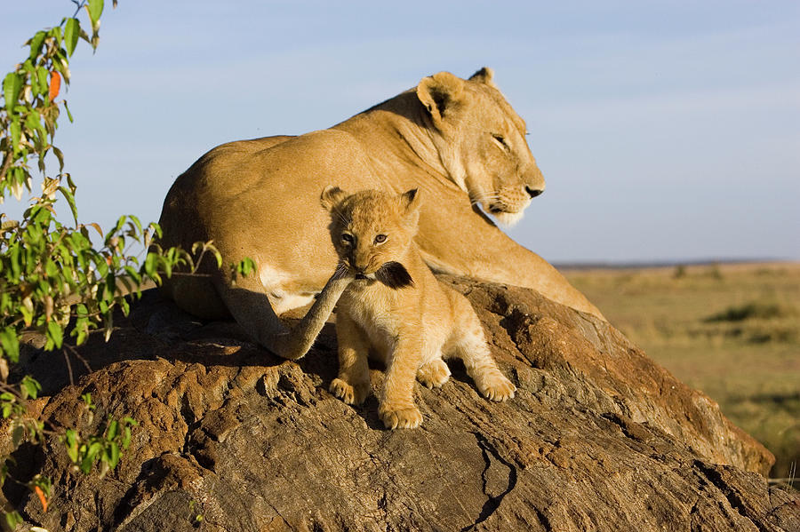 African Lion Panthera Leo Seven #1 Photograph by Suzi Eszterhas