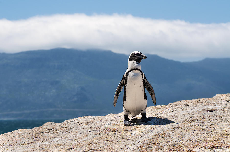 African Penguin #1 Photograph by Fabrizio Troiani