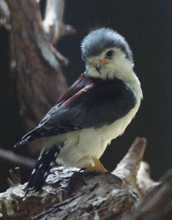 african pygmy falcon adult