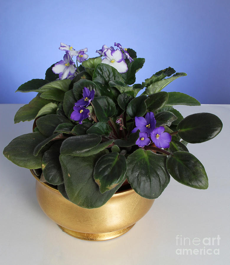 Flower Photograph - African Violet #1 by Photo Researchers, Inc.