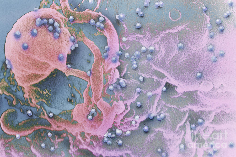 Aids Viruses #1 Photograph by Science Source
