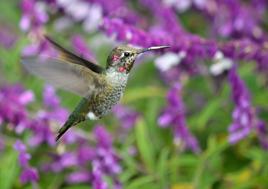 Hummingbird Photograph - Air Suspension #1 by Fraida Gutovich