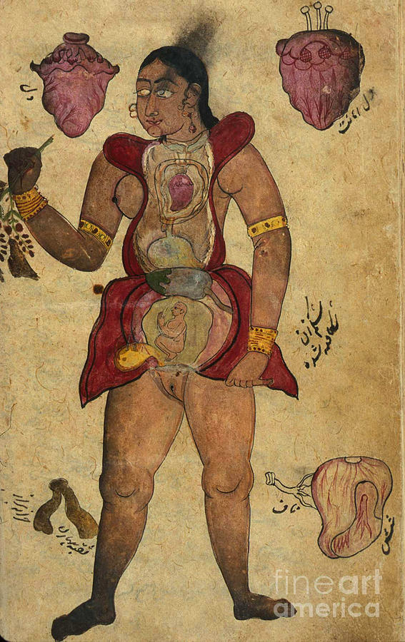 Science Photograph - Akbars Medicine, Persian Anatomical #1 by Science Source