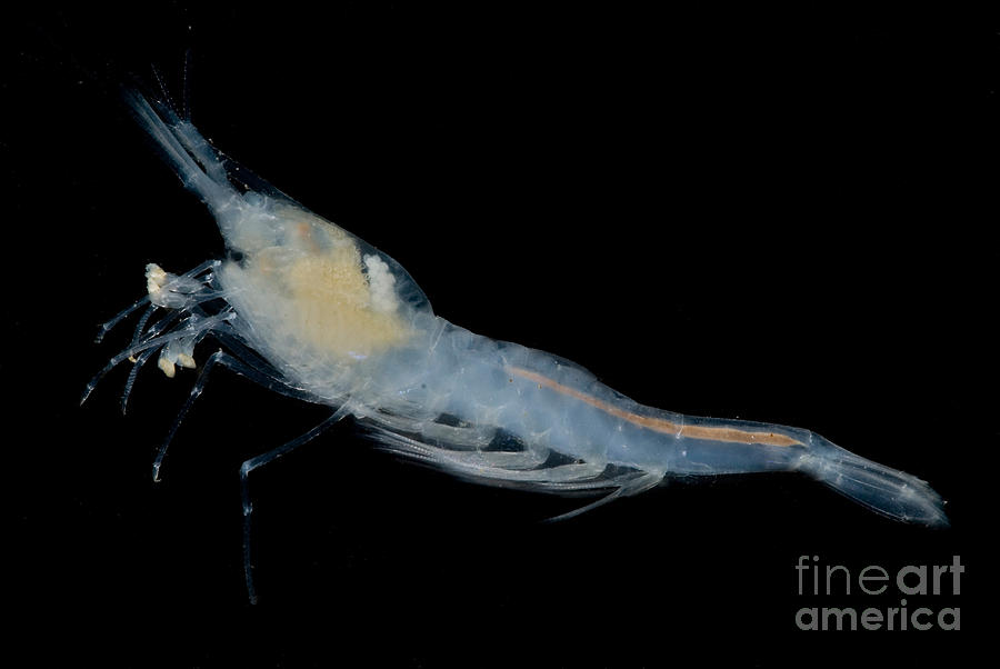 Alabama Cave Shrimp #1 Photograph by Dant Fenolio