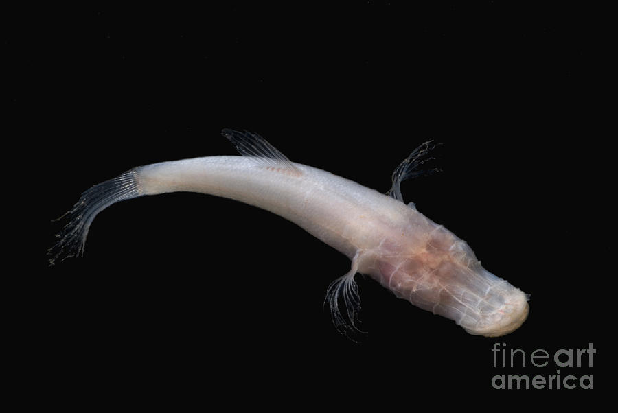 Fish Photograph - Alabama Cavefish #1 by Dante Fenolio
