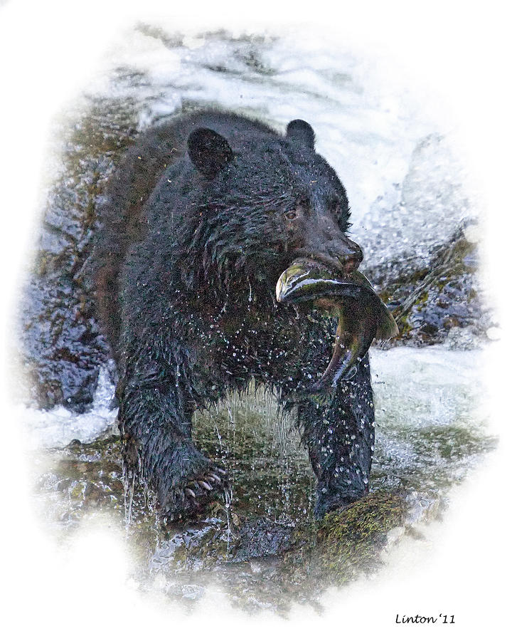 Alaska Black Bear 3 #1 Photograph by Larry Linton