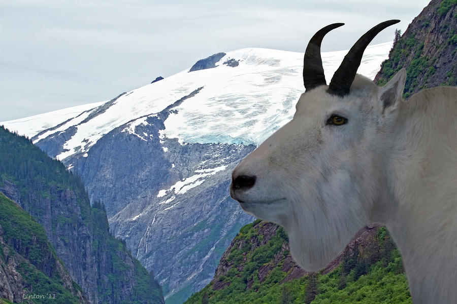 Alaska Mountain Goat #1 Photograph by Larry Linton