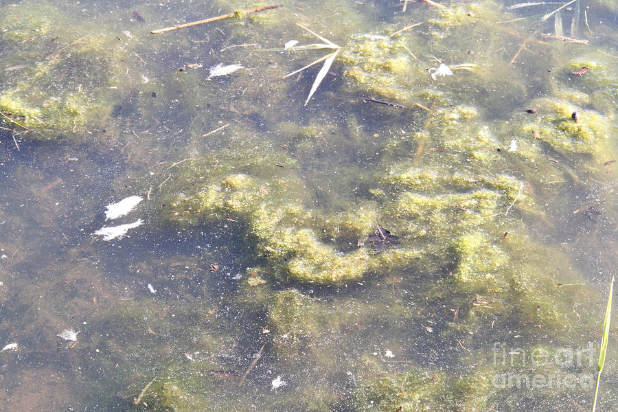 Algae Photograph - Algae Bloom In A Pond #1 by Photo Researchers, Inc.