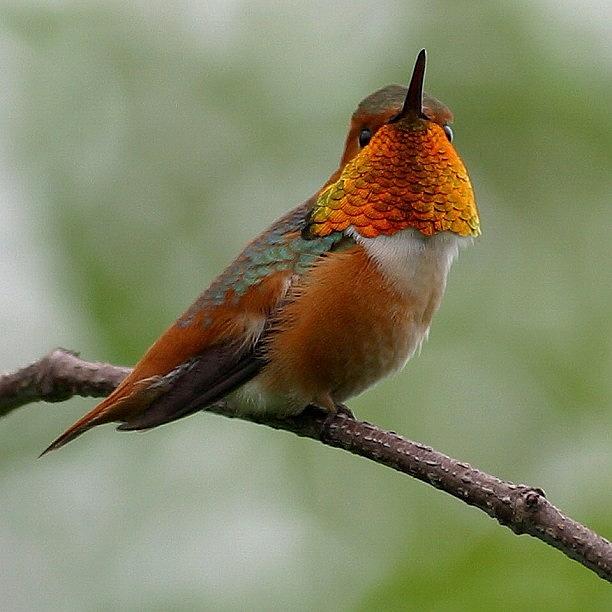 Animal Photograph - #allenshummingbird #birds #birding #1 by Raul Roa