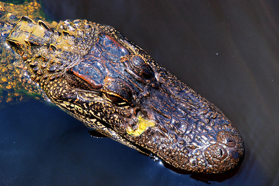 Alligator in Mississippi river #1 Photograph by Paul Ge