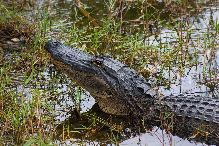 Alligator Raised Head Photograph by Robert Valentine - Fine Art America