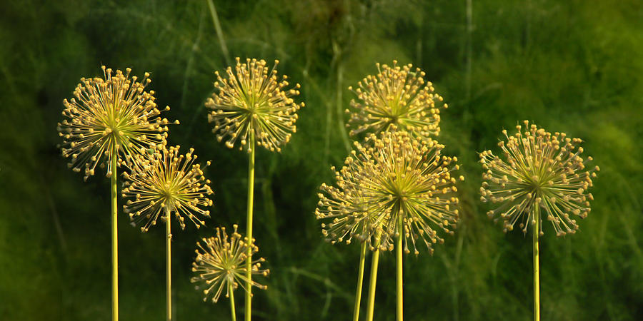 Allium #1 Photograph by Frances Miller