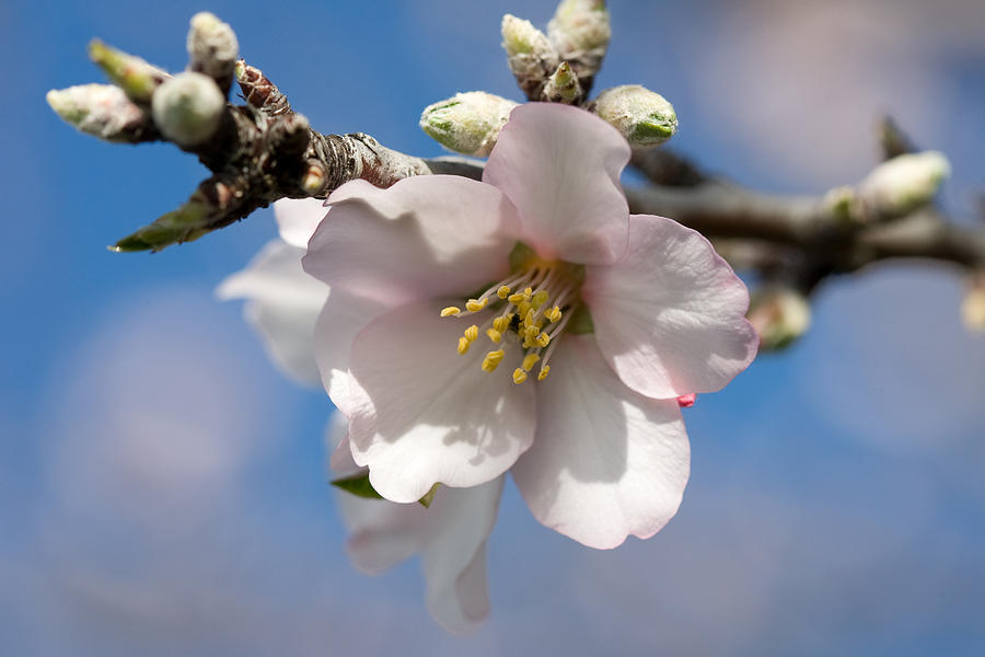 Almond Blossom #1 Photograph by Ralf Kaiser