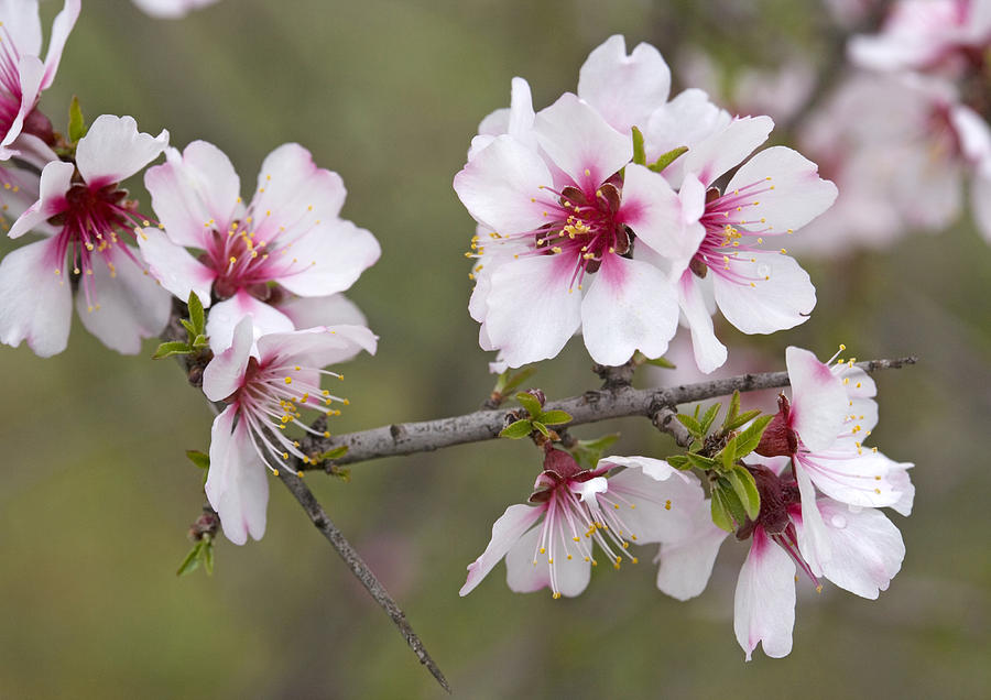 Almond Prunus Dulcis Photograph By Bob Gibbons Pixels 