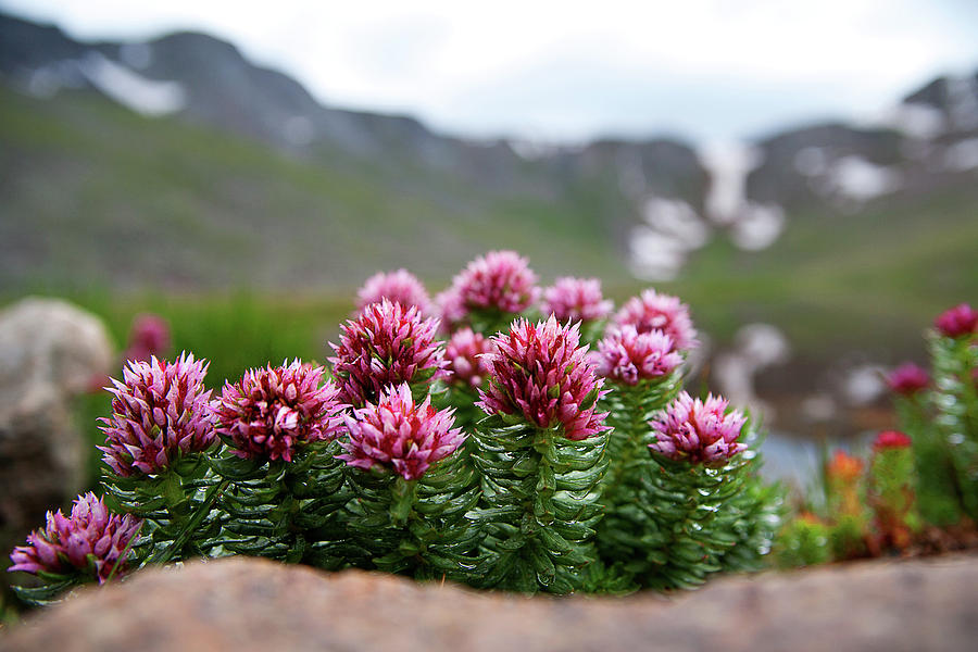 Alpine Bouquet Photograph by Jim Garrison