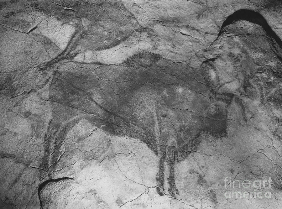 Altamira Cave Paintings #1 Photograph by Photo Researchers