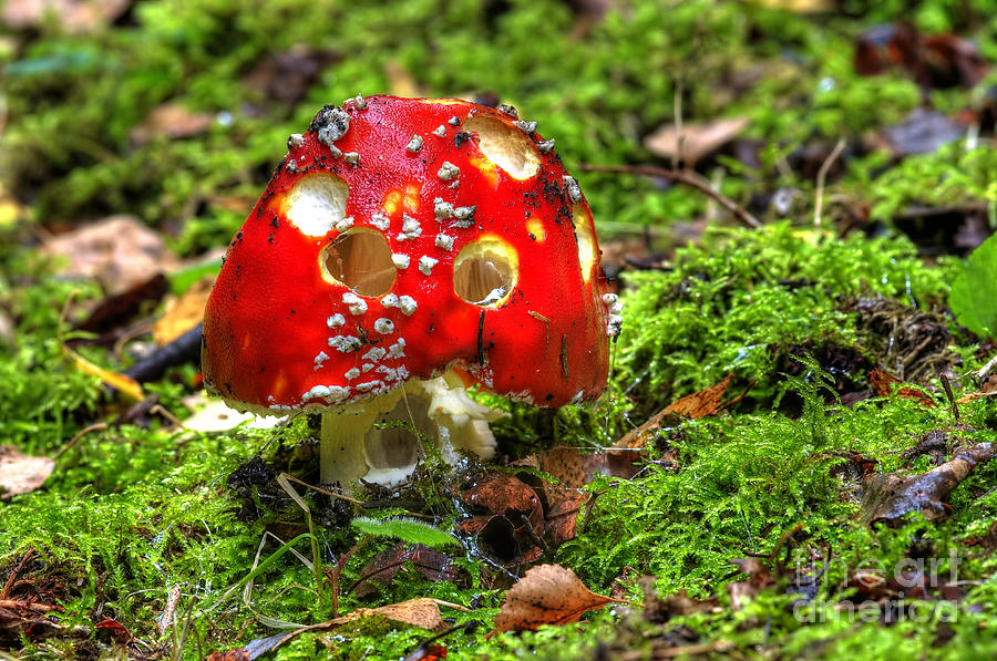 Mushroom Photograph - Amanita Muscaria #1 by Michal Boubin