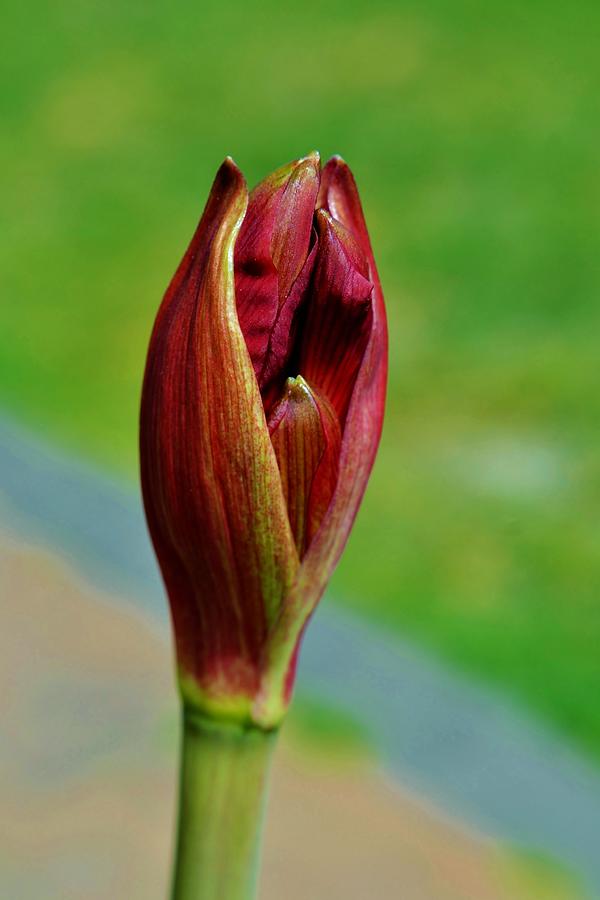 Amaryllis Flower Bud Photograph by Werner Lehmann