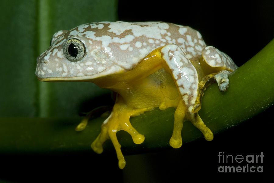 Amazon Leaf Frog #1 Photograph by Dante Fenolio