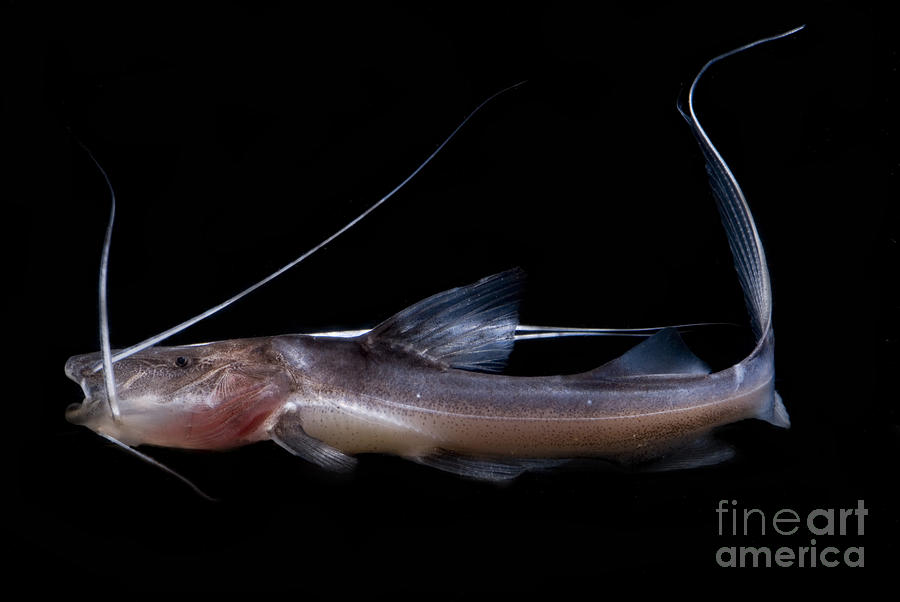 Amazon River Catfish #1 Photograph by Dante Fenolio