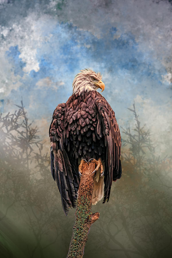 American Bald Eagle Digital Art by Mary Almond