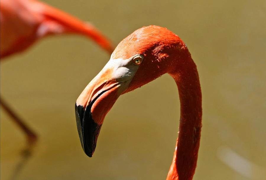 American Flamingo Photograph by Larry Parker
