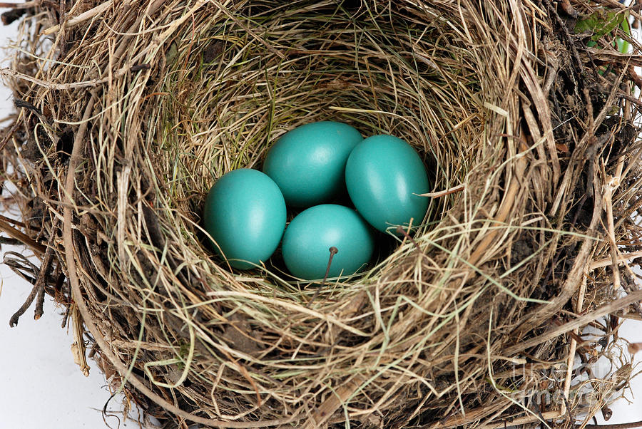 American Robin Nest #1 Photograph by Photo Researchers, Inc.