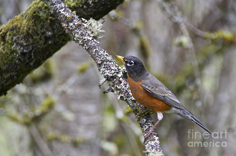 American Robin #1 Photograph by Sean Griffin