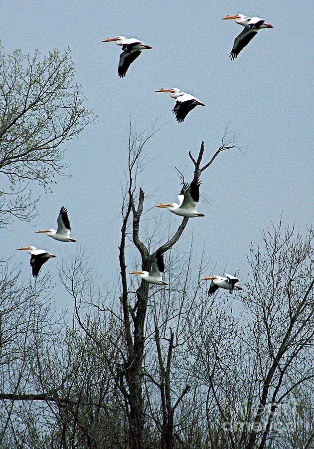 American White Pelicans #1 Photograph by Sue Stefanowicz
