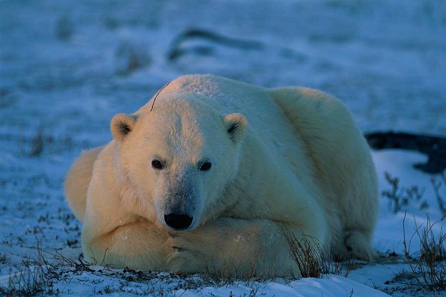 An adult polar bear Photograph by Norbert Rosing