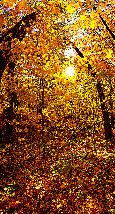 An Autumn Walk #1 Photograph by Phil Koch