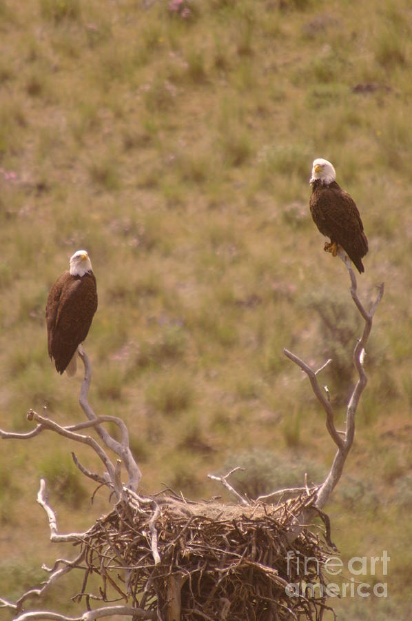 An Eagle Pair  #1 Photograph by Jeff Swan