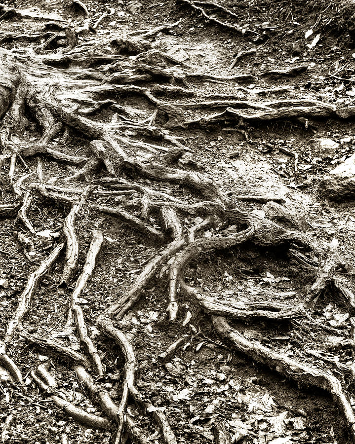 An Old Trees Roots #1 Photograph by Dennis Dame