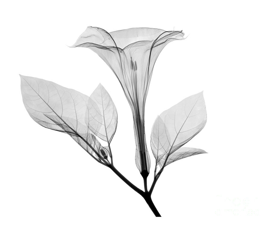 Xray Photograph - An X-ray Of A Datura Flower #1 by Ted Kinsman