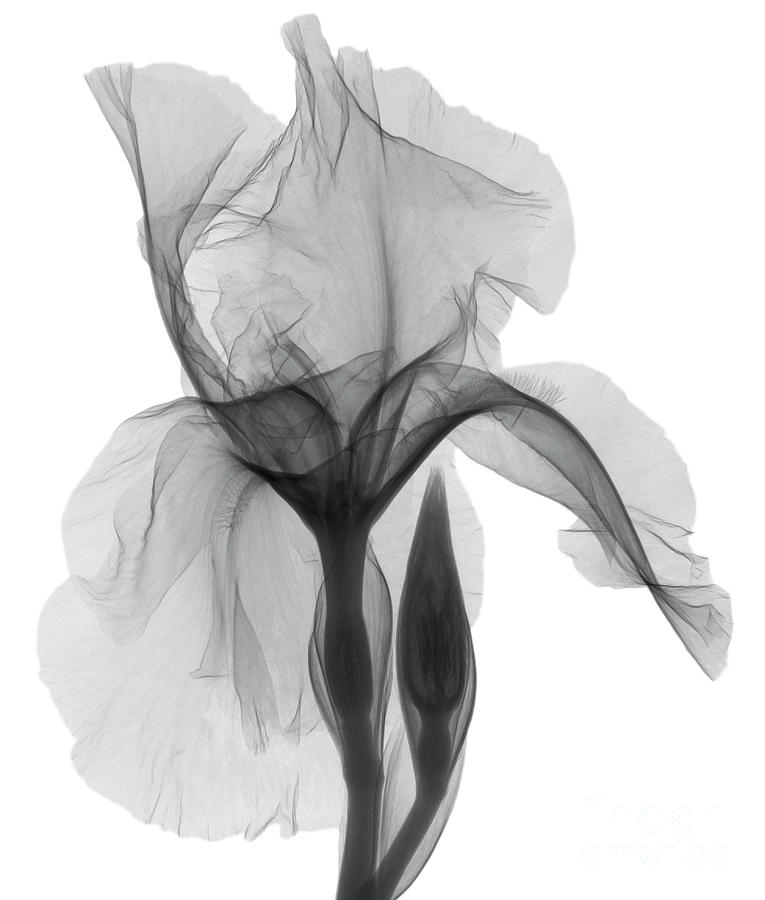 Iris Photograph - An X-ray Of An Iris Flower #1 by Ted Kinsman