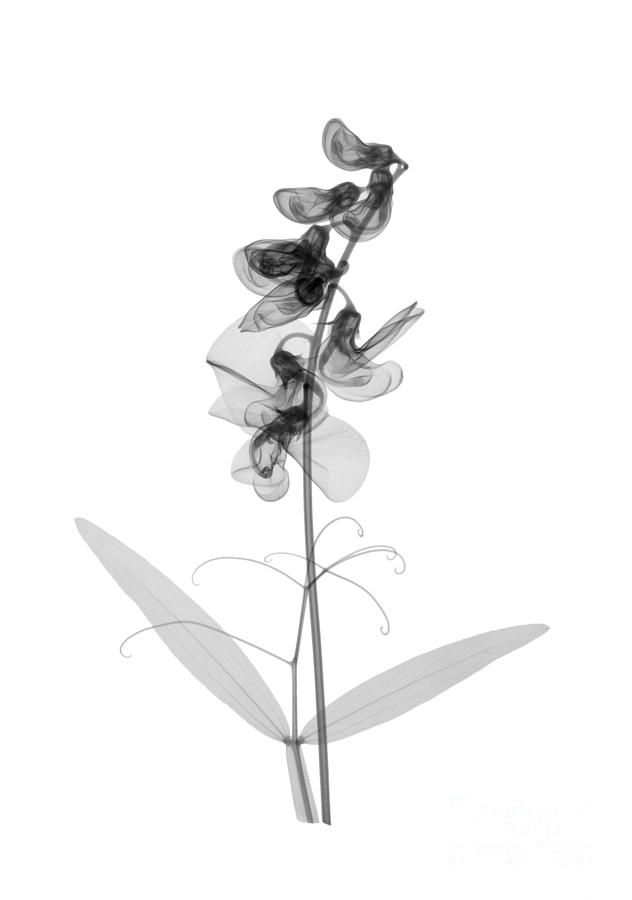 An X-ray Of Sweet Pea Flowers Photograph by Ted Kinsman - Fine Art America