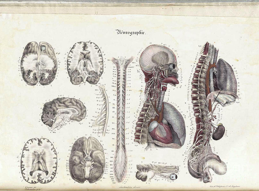 Anatomie Methodique Illustrations Photograph by Science Source - Pixels