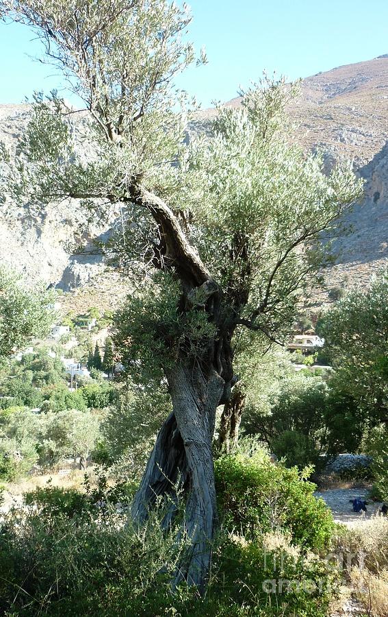 Ancient Olive Tree #1 Photograph by Therese Alcorn